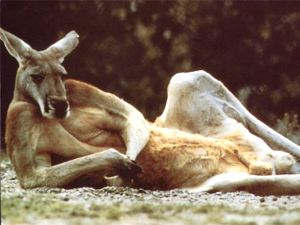 kangaroo